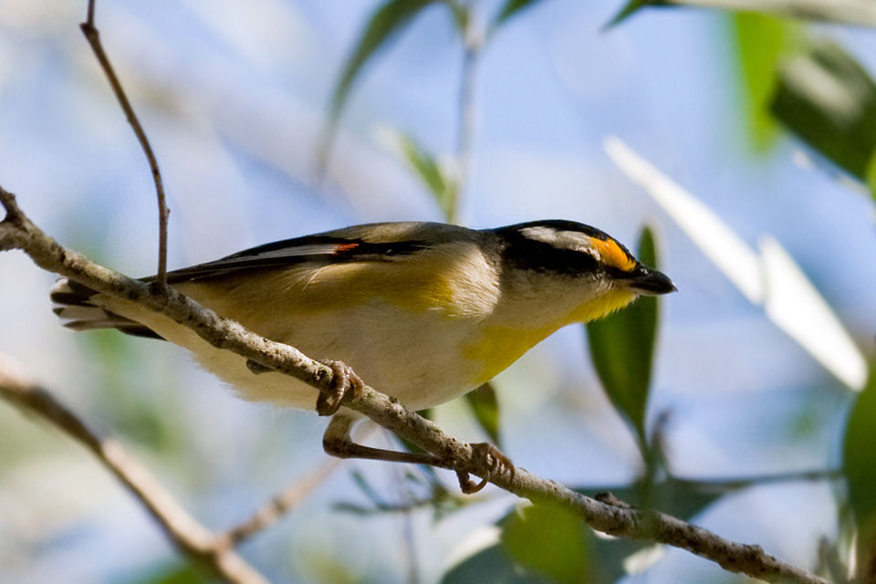 Striated Pardalote (Pardalotus striatus)